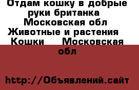 Отдам кошку в добрые руки британка - Московская обл. Животные и растения » Кошки   . Московская обл.